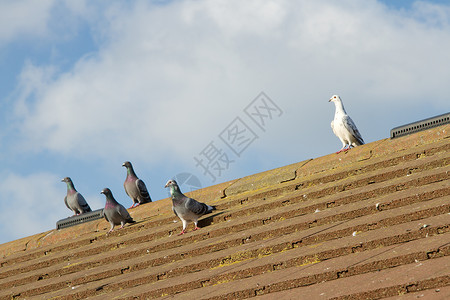 屋顶上有鸽子瓷砖白色天空眼睛鸟类蓝色背景图片