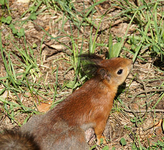 松鱼爪子松鼠动物野生动物棕色毛皮耳朵画笔背景图片