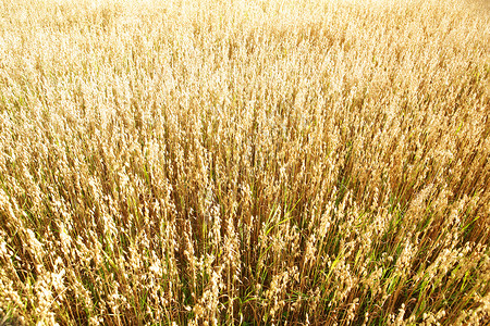 Oats 油田种子村庄植物群谷物麦田小麦栽培农田稻草植物成熟高清图片素材