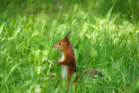 松鱼野生动物松鼠耳朵绿色爪子毛皮棕色动物背景图片