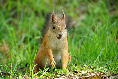 松鱼毛皮动物爪子野生动物绿色棕色松鼠耳朵背景图片