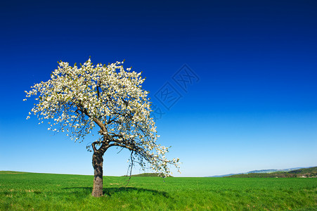 树远景生态花瓣农村蓝色草地木头树干孤独天空绿色的高清图片素材