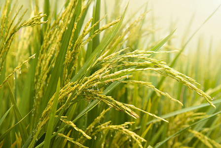 稻田场地栽培宏观农田食物生长植物反射叶子培育树叶高清图片素材
