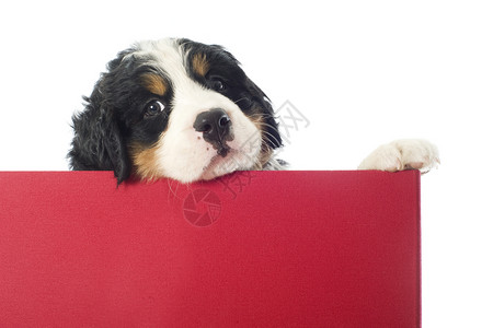 盒子里的小狗小狗宠物红色山犬动物三色犬类婴儿工作室山狗背景图片