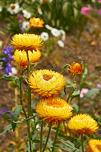 花盆上花朵的叶利希姆(持久)背景图片