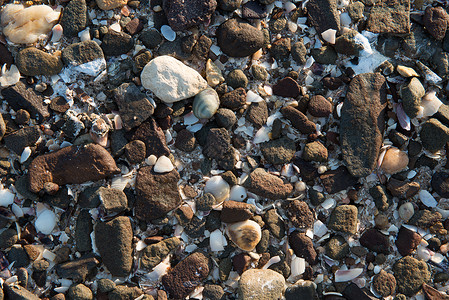 海贝壳环境荒野支撑海洋石头生活热带海滩假期岩石高清图片