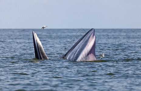 布氏鲸泰国的布莱德鲸鱼海湾车削热情喜悦力量海洋海鸥活力效力飞跃背景