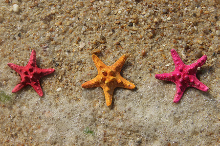 有趣的海星作品友谊海滨日光浴太阳支撑海岸线海浪橙子海岸背景图片
