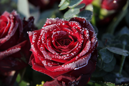 霜红玫瑰树叶太阳花瓣婚礼植物群磨砂雪花薄片阳光叶子背景图片