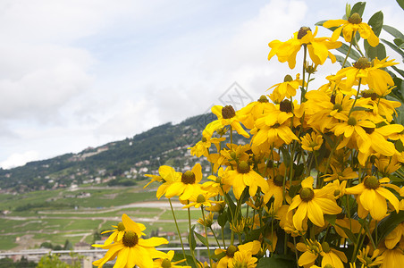 深情张亮瑞士的亮黄色花朵(亮黄花)背景