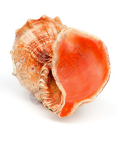密海壳壳宏观白色野生动物海上生活濒危海洋学贝壳棕色海宝物种背景图片