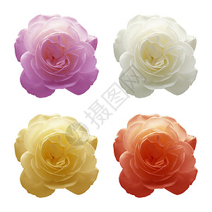 四朵玫瑰花玫瑰设计摄影紫色柔焦白色元素黄色红色正方形背景图片
