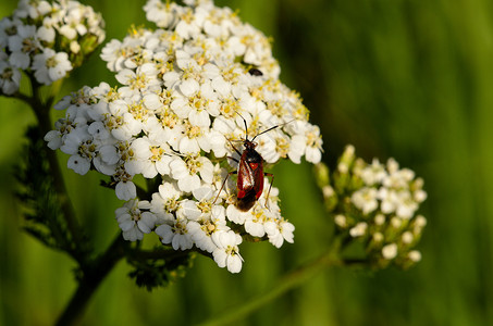 草原上白花上的小昆虫背景图片