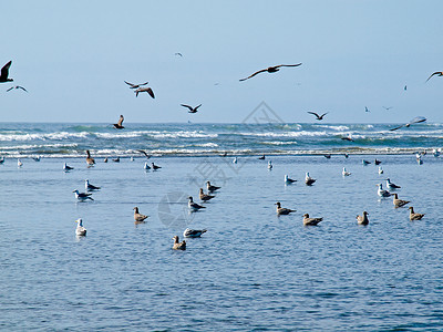 无标题海鸥海鸟海滩海洋动物野生动物海岸天气自由蓝色高清图片
