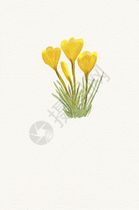 我亲手画的 黄色花冠的水彩背景图片