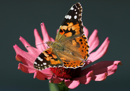 粉色蝴蝶素材涂漆的女蝴蝶灰色彩绘动物群植物群粉色女郎宏观动物棕色昆虫背景