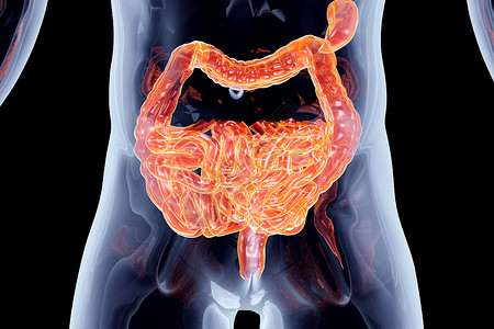 在线考试系统内脏  肠断层器官身体肠子x光插图学习药品消化生理背景