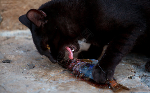 想吃鱼猫猫和鱼指甲乐趣牙齿动物女性眼睛宠物男性食物街道背景