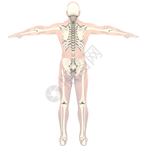 透明骨架男人圆圈保健脊柱骨头生物学背痛男性教育卫生高清图片