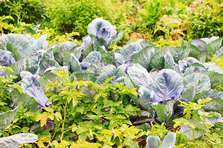 花园里有卷心菜园艺植物农场收获场地生长蔬菜饮食菜花叶子乡村的高清图片素材