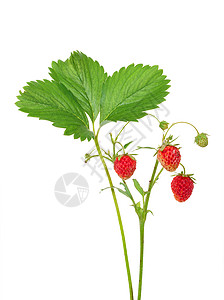 树枝上的草莓产品宏观树叶健康活力水果浆果养分食物饮食成分高清图片素材