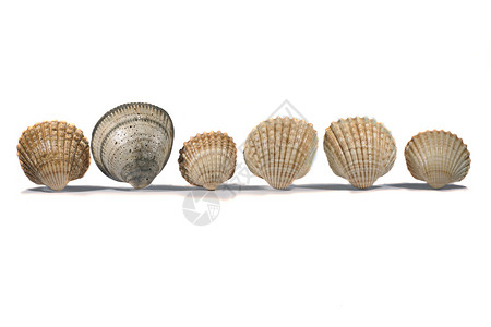 半壳扇贝贝壳宏观海洋白色软体动物棕色尺码海滩热带团体背景
