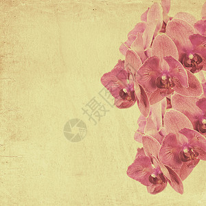 带有紫红花兰的纯色旧纸面背景纤维棕褐色棕色斑点墙纸古董条纹兰花背景图片