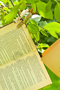 晒书晒衣树枝上挂着的旧书背景