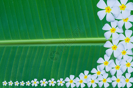 香蕉叶热带森林丛林叶子宏观生长水果线条植物学植物背景图片