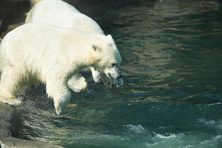 熊北极熊青年户外的白色的高清图片