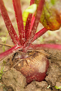 根甜菜正在增长的甜菜根食物绿色地面地球土壤环境饮食红色植物生长背景