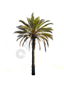 白底的棕榈树背景图片