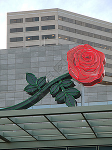 波特兰俄勒冈玫瑰城 象征花高清图片