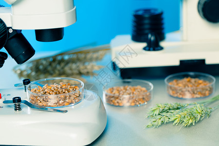 食品质量检测食品质量微生物检测燃料控制遗传测试化学实验室药品技术小麦生物背景