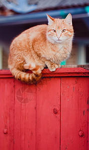 穿红色长袍猫红猫坐在栅栏上猫科动物宠物橙子小猫哺乳动物花园孤独国家红色背景