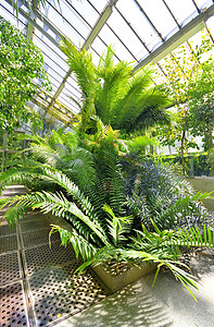 植物学植物园有机的旅游高清图片