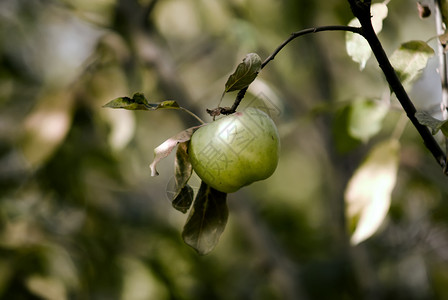 绿苹果青菜水果树叶大自然食物背景背景图片