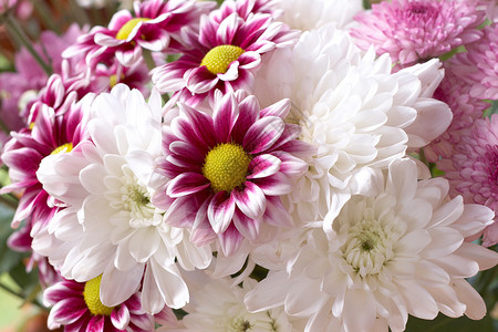 美丽的粉红白鲜花展示礼物花瓣粉色雏菊花束格柏白色庆典喜悦背景图片