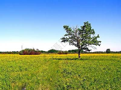 绿地上的小橡树蓝色力量地平线孤独分支机构气候季节树叶场地橡木背景图片