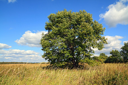 实地的橡树场地孤独牧场蓝色气候力量阴影农村季节树叶高清图片