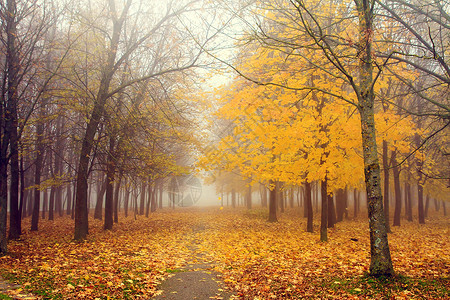 秋天版税库存叶子照片红色森林黄色林地背景图片