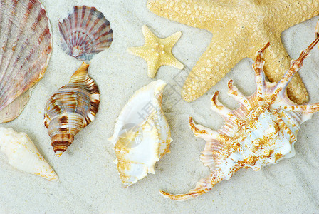 贝壳旅行星星旅游纪念品季节假期框架海岸收藏热带背景高清图片素材