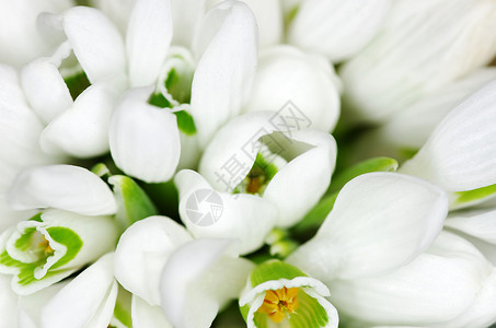 雪花花季节性假期花束绿色白色植物群宏观背景图片