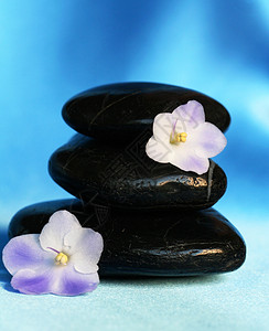 日本丝绸相思蓝丝绸背景花朵的斯巴石头背景