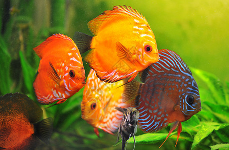 铁饼水族馆红色宠物游泳蓝色动物科鱼橙子热带曲线背景图片