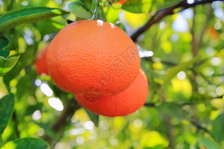 橙橙橘桔黄色树果 绿叶橙子甜点营养树叶果汁水果杂货文化市场栽培背景图片