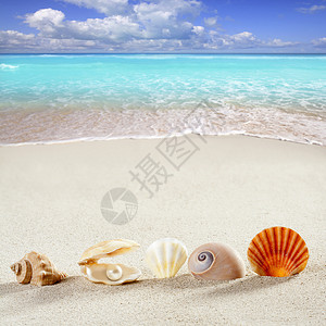 双壳类海洋自然高清图片
