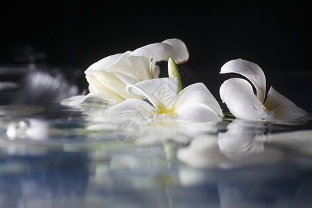 花瓣漂浮元素弗朗比帕尼作品温泉静物反射冥想治疗鸡蛋花波纹花束植物背景