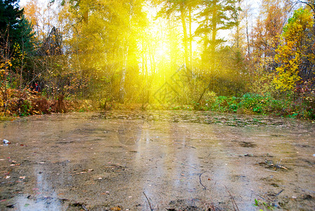 秋天阳光林的Bog湿的高清图片素材