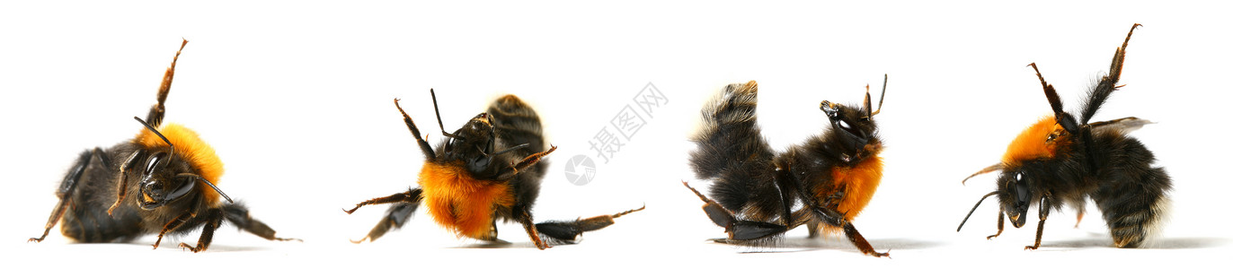 大黄蜂运动员体操图片素材
